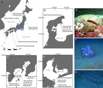 Molecular Phylogeny of the Genus Nipponnemertes (Nemertea: Monostilifera: Cratenemertidae) and Descriptions of 10 New Species, With Notes on Small Body Size in a Newly Discovered Clade